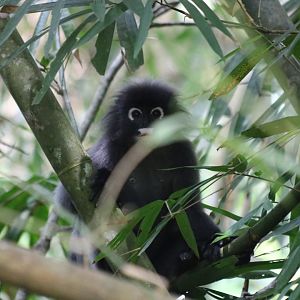 Dusky Langur - Kaeng Krachan National Park