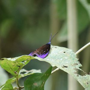 Moth/Butterfly - Kaeng Krachan National Park