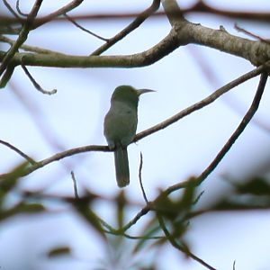 Red-bearded Bee-eater Juvenile - Kaeng Krachan National Park