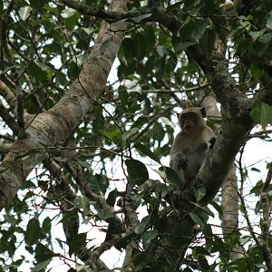 Long-tailed Macaque - Kaeng Krachan National Park