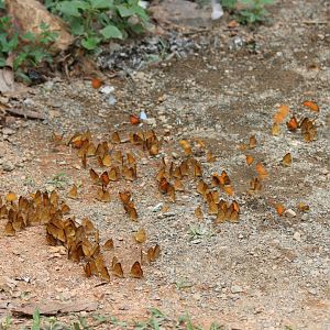 Butterflies - Kaeng Krachan National Park