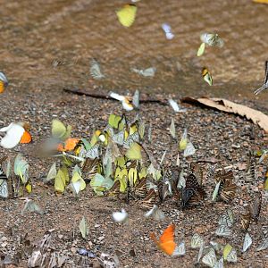 Butterflies - Kaeng Krachan National Park