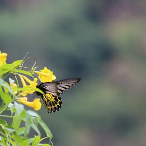 Butterfly - Kaeng Krachan National Park