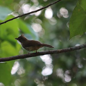 Ochraceous bulbul - Kaeng Krachan National Park