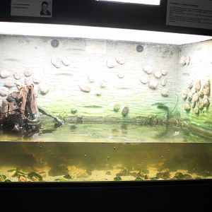 Enclosure Four-eyed fish