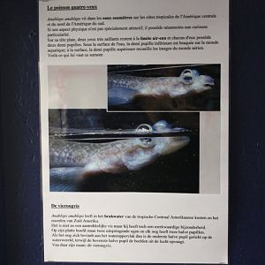 Information Four-eyed fish