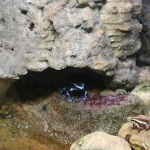 Dart frogs