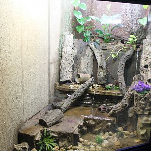 Dart frog enclosure