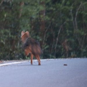 Golden Jackal 'Record Shot' - Kaeng Krachan National Park