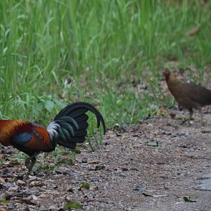Red Junglefowl Pair - Kaeng Krachan National Park