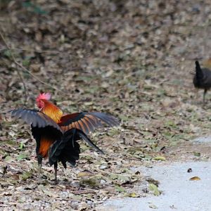 Red Junglefowl Pair - Kaeng Krachan National Park