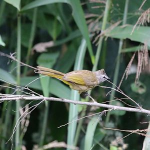 Flavescent Bulbul - Kaeng Krachan National Park
