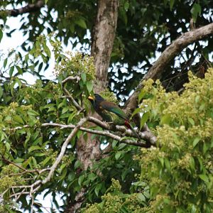Great Barbet - Kaeng Krachan National Park