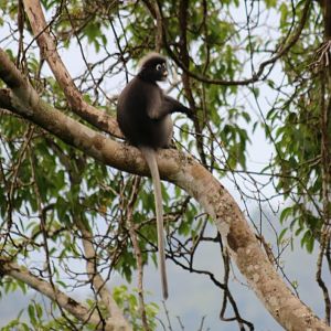 Dusky Langur - Kaeng Krachan National Park