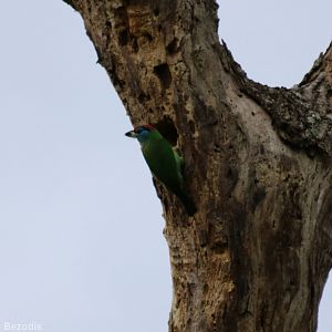 Blue-throated Barbet - Kaeng Krachan National Park