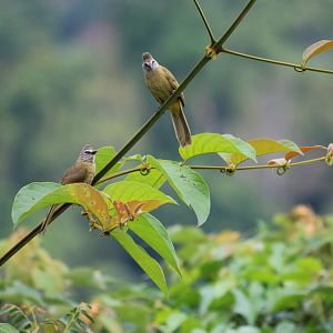 Flavescent Bulbul - Kaeng Krachan National Park
