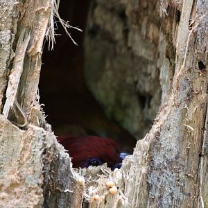 Red-headed Trogon Inside Nest Hole - Kaeng Krachan National Park