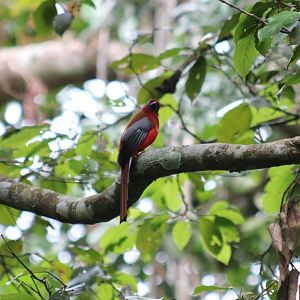 Red-headed Trogon