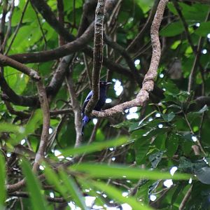 Asian Fairy-bluebird - Kaeng Krachan National Park
