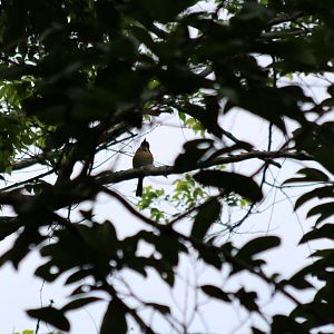 Banded Kingfisher - Kaeng Krachan National Park