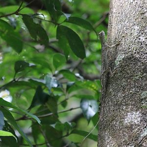 Blanford's Gliding Lizard - Kaeng Krachan National Park