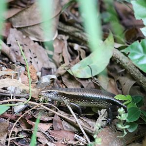 Many-lined Sun-skink - Kaeng Krachan National Park