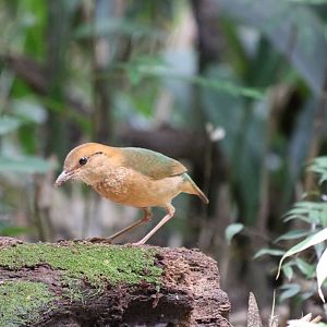 Rusty-naped Pitta - Kaeng Krachan National Park