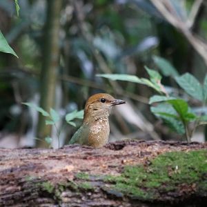 Rusty-naped Pitta - Kaeng Krachan National Park