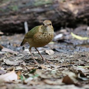 Rusty-naped Pitta - Kaeng Krachan National Park