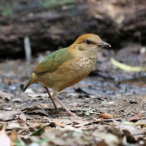 Rusty-naped Pitta - Kaeng Krachan National Park