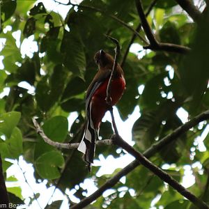 Red-headed Trogon - Kaeng Krachan National Park