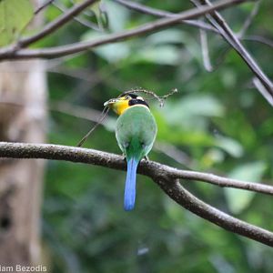 Long-tailed Broadbill - Kaeng Krachan National Park