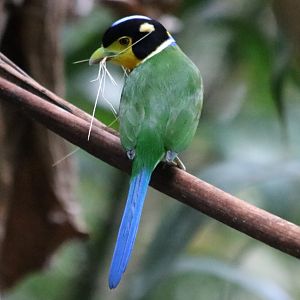 Long-tailed Broadbill - Kaeng Krachan National Park