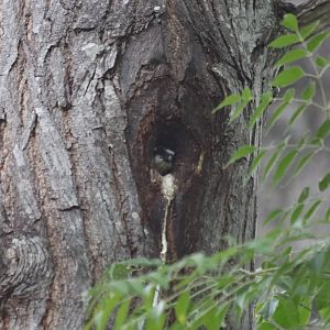 Collared Falconet in its Teeny Tiny Nest Hole - Kaeng Krachan National Park