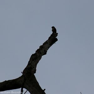 Collared Falconet - Kaeng Krachan National Park