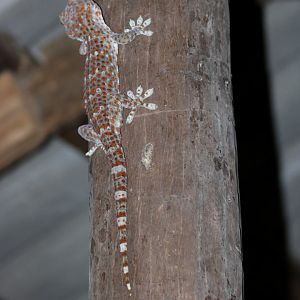Tokay Gecko - Baan Maka Chalets