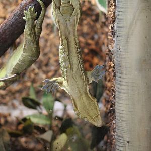 Henkel's Giant Gecko