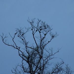 Thick-billed Green-pigeons - Kaeng Krachan National Park