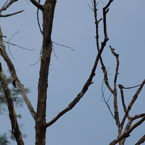 Dollarbirds - Kaeng Krachan National Park