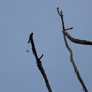 Greater Racket-tailed Drongo - Kaeng Krachan National Park