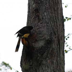 Great Hornbill on Nest Hole - Kaeng Krachan National Park