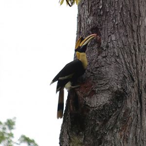 Great Hornbill on Nest Hole - Kaeng Krachan National Park