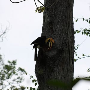 Great Hornbill on Nest Hole - Kaeng Krachan National Park