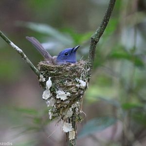 Black-naped Monarch on Nest - Kaeng Krachan National Park