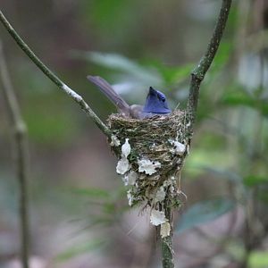 Black-naped Monarch on Nest - Kaeng Krachan National Park