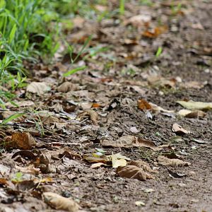 Very Well Camouflaged Forest Wagtail - Kaeng Krachan National Park