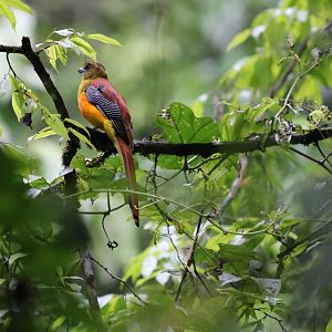 Orange-breasted Trogon - Kaeng Krachan National Park