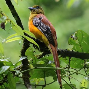 Orange-breasted Trogon - Kaeng Krachan National Park