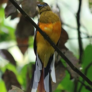 Orange-breasted Trogon - Kaeng Krachan National Park