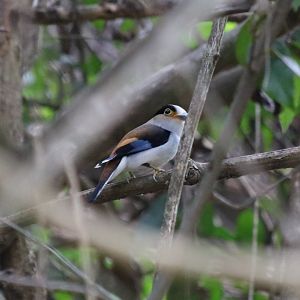 Silver-breasted Broadbill - Kaeng Krachan National Park